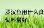罗汉鱼用什么食料最好 罗汉鱼喂什么饲料最好