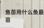 鱼苗用什么鱼最好 什么鱼可以孵化鱼苗