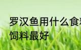 罗汉鱼用什么食料最好 罗汉鱼喂什么饲料最好