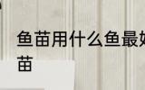 鱼苗用什么鱼最好 什么鱼可以孵化鱼苗