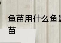 鱼苗用什么鱼最好 什么鱼可以孵化鱼苗