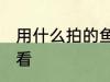 用什么拍的鱼最好看 如何给鱼拍照好看