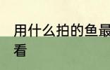 用什么拍的鱼最好看 如何给鱼拍照好看