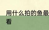 用什么拍的鱼最好看 如何给鱼拍照好看