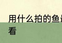 用什么拍的鱼最好看 如何给鱼拍照好看