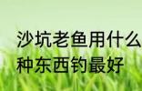 沙坑老鱼用什么钓最好 沙坑老鱼用哪种东西钓最好