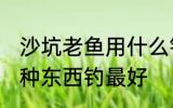 沙坑老鱼用什么钓最好 沙坑老鱼用哪种东西钓最好