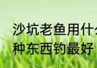 沙坑老鱼用什么钓最好 沙坑老鱼用哪种东西钓最好