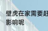 壁虎在家需要赶走吗 壁虎在家中有无影响呢
